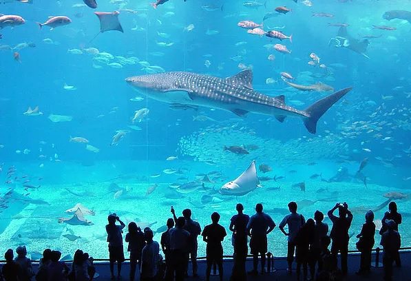 Photograph of a whale shark in an aquarium