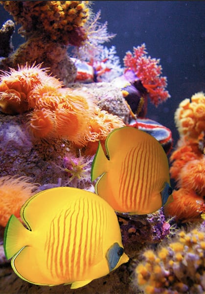 Two bright yellow butterfly fish swim in front of a reef covered in brightly coloured soft corals and sea squirts: purples, reds, oranges.