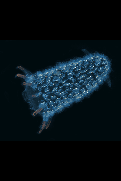 A thimble-shaped colony of pyrosoma (tunicates) illuminated with blue-green bioluminescent light