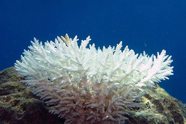 A crown of coral which has suffered coral bleaching. It is pure white against a blue sea.