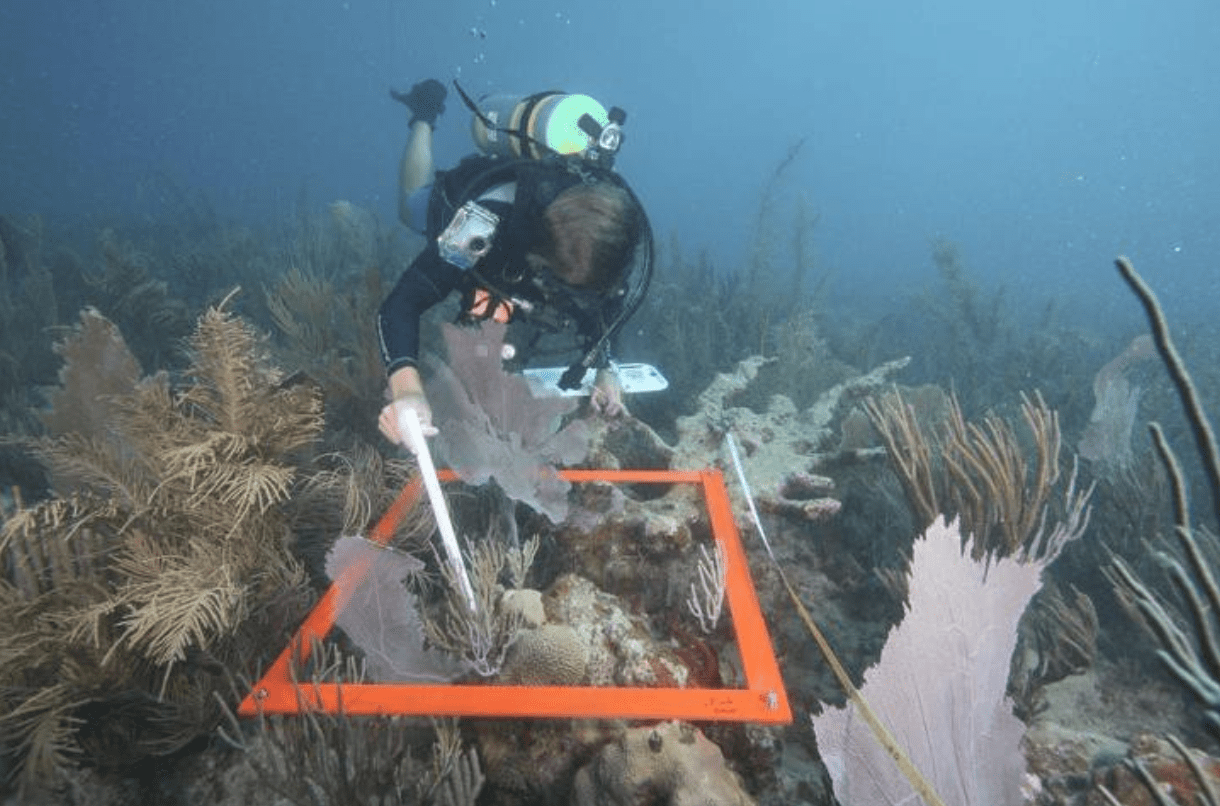 diver studying an area of a coral reef that has been delineated by a red frame