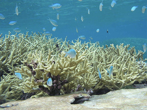 A coral reef head with small blue tropical fish swimming above it.