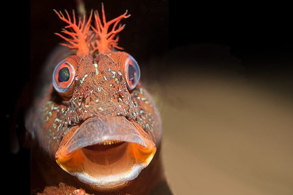 A brightly coloured fish (brown with turquoise speckles and orange plume, mouth and eyes), mouth agape, looking straight at the viewer